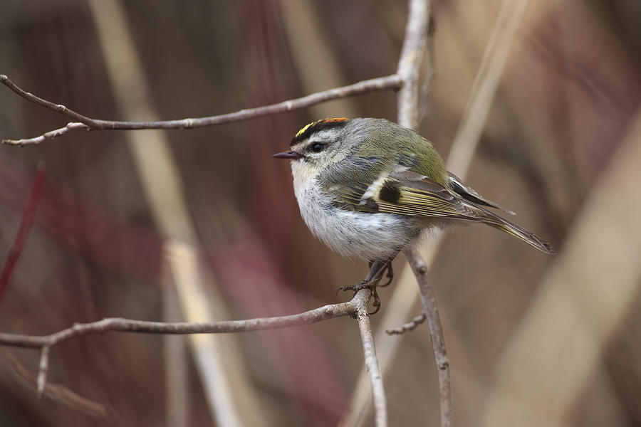Golden-Crowned Kinglet Photograph by Gary Hall