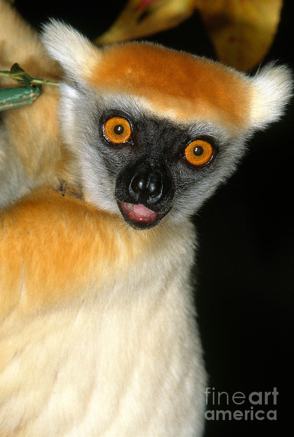 Golden-crowned Sifaka Photograph by Art Wolfe