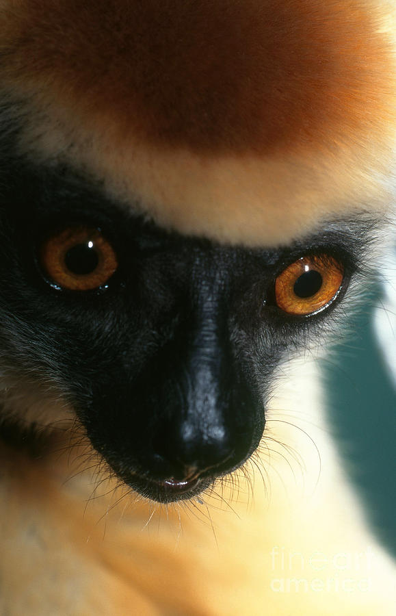 Golden-crowned Sifaka Photograph by Connie Bransilver 