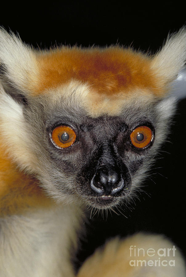 Golden Crowned Sifaka, Madagascar Photograph by Art Wolfe