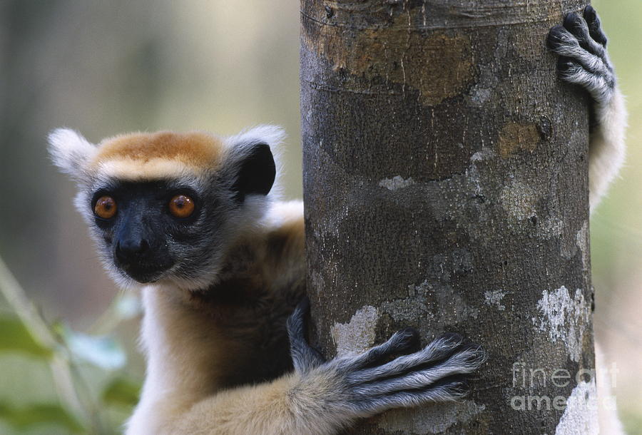 Golden crowned sifaka Photograph by Nick Garbutt 