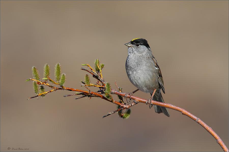 Golden Crowned Sparrow Photograph