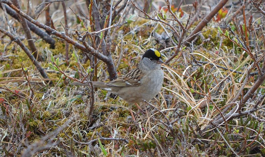 Sparrow Photograph - Golden-crowned Sparrow by James Petersen
