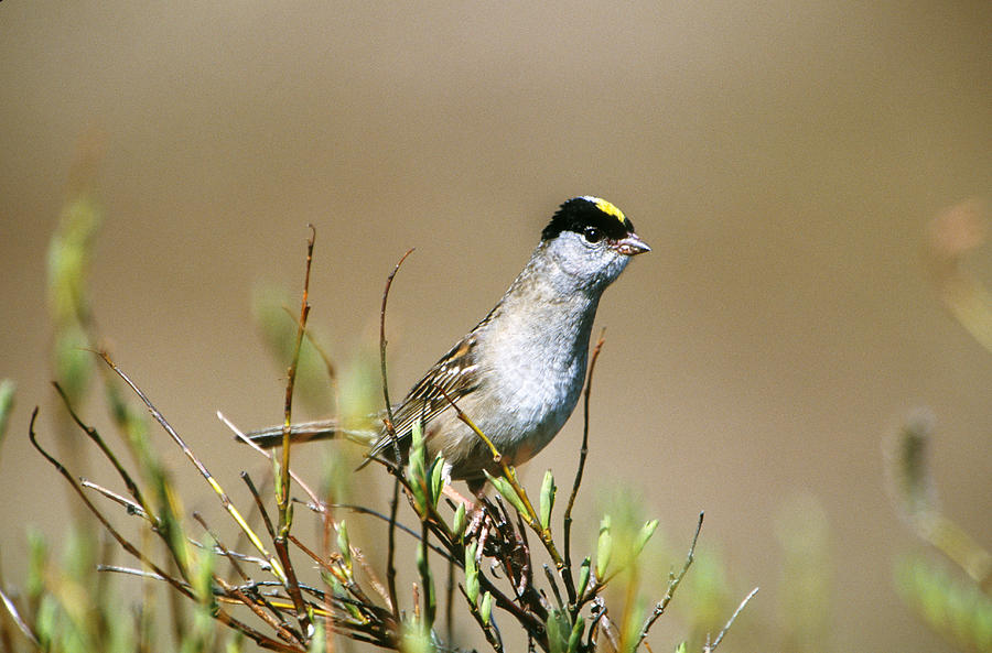 Golden-crowned Sparrow Photograph by Paul J. Fusco