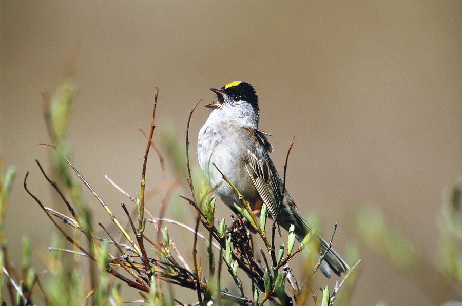 Golden-crowned Sparrow Singing Photograph by Paul J. Fusco