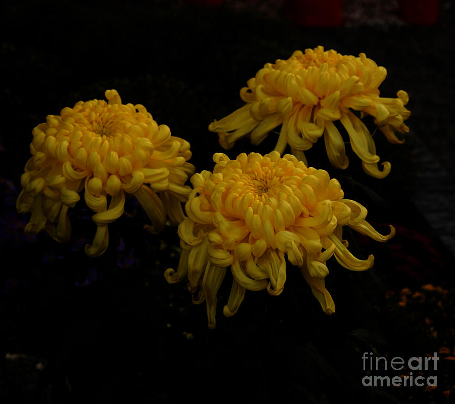 Golden Crysanthemums Photograph by Cassandra Buckley