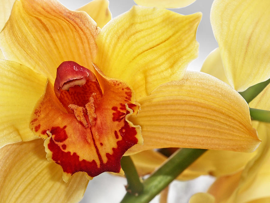 Golden Cymbidium Orchid Photograph by Gill Billington