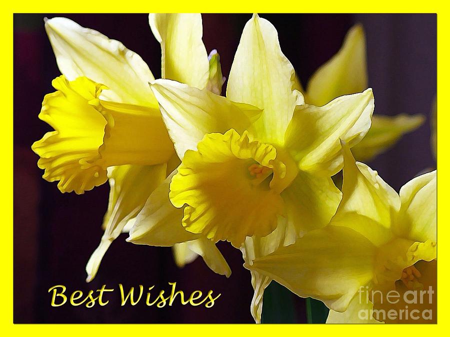 Golden Daffodils Greeting Photograph by Joan-Violet Stretch