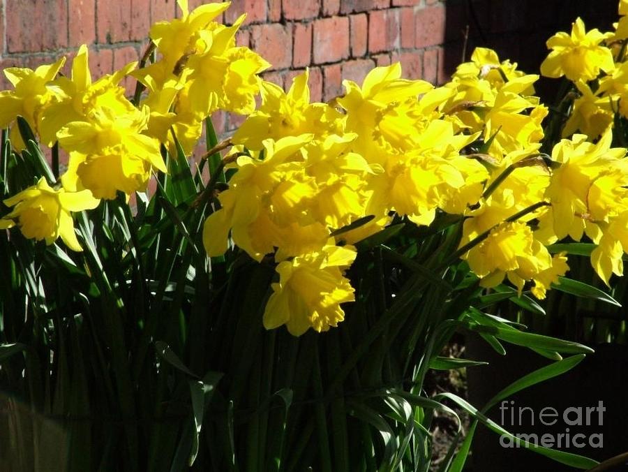 Golden Daffodils in the Sunlight Photograph by Joan-Violet Stretch