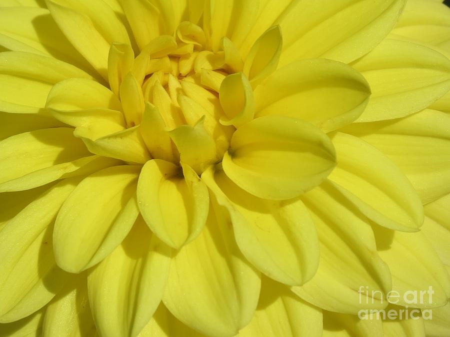 Golden Dahlia Delight Painting by Kimberlee Baxter