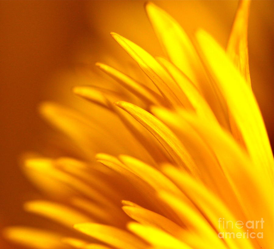 Flowers Still Life Photograph - Golden Dahlia by Michael Cinnamond