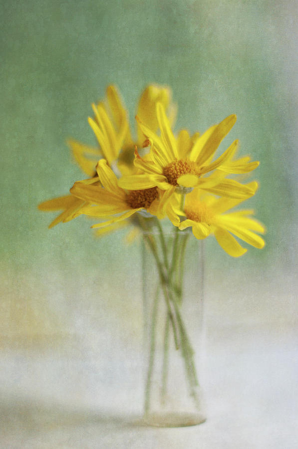 Daisy Photograph - Golden Daisies by Jill Ferry