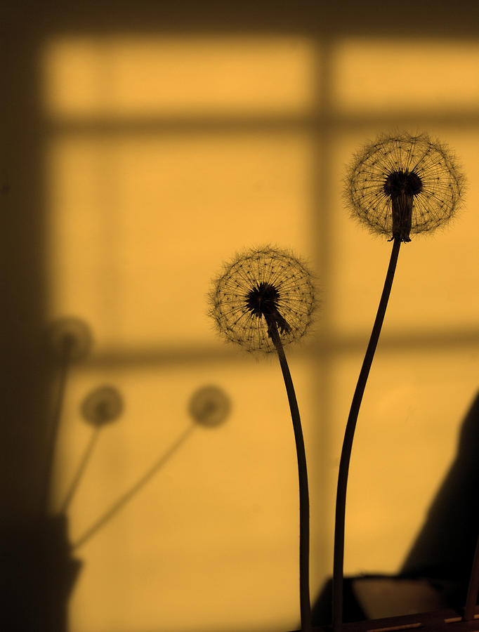 Golden Dandelion Photograph by Margie Avellino