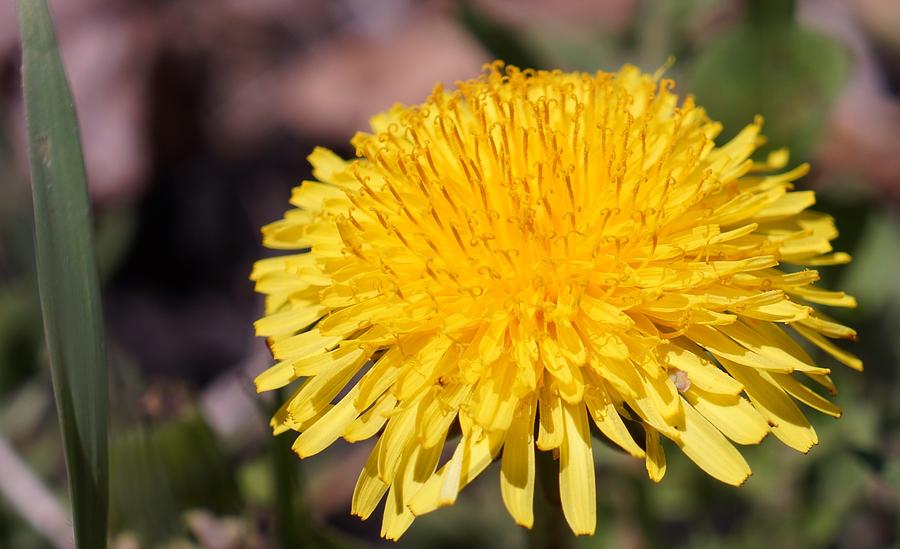 Golden Dandy Photograph by Dawn Hagar - Fine Art America