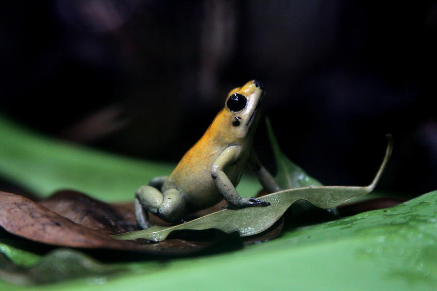 Animal Photograph - Golden Dart Frog by Greg Thiemeyer