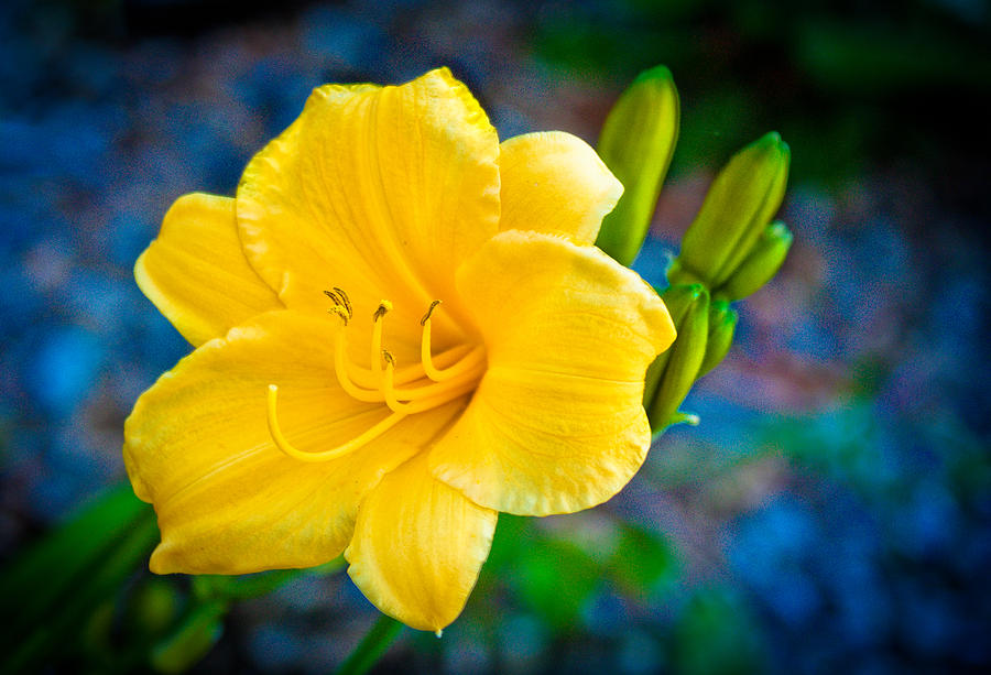 Day Lily Photograph - Golden Day Lily by David Forester Day Lily Photograph - Golden Day Lily by David Forester