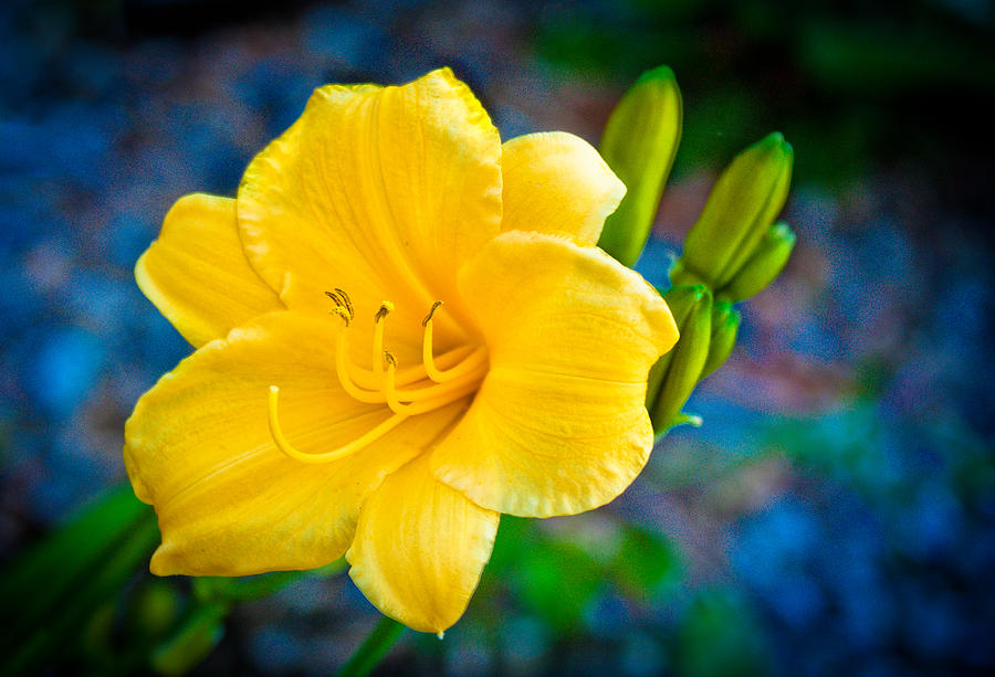 Summer Photograph - Golden Day Lily by David Forester