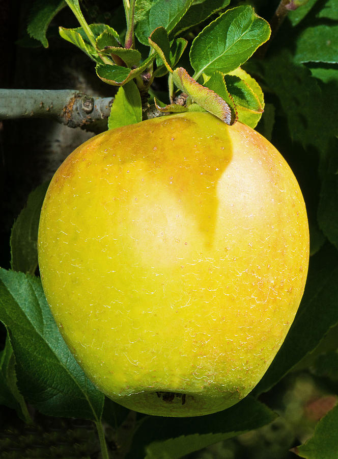 Golden Delicious Apple Photograph by Millard H. Sharp