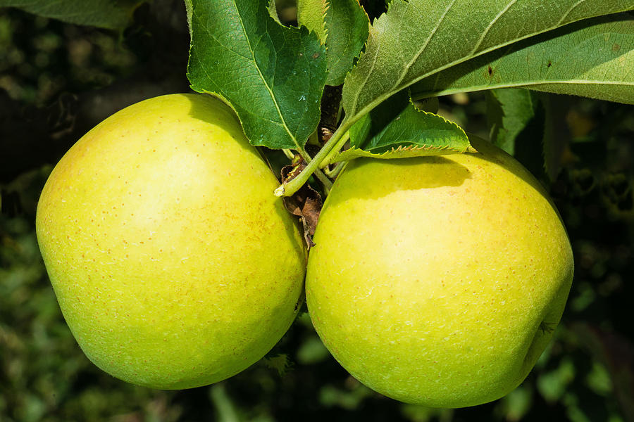 Golden Delicious Apples Photograph by Millard H. Sharp