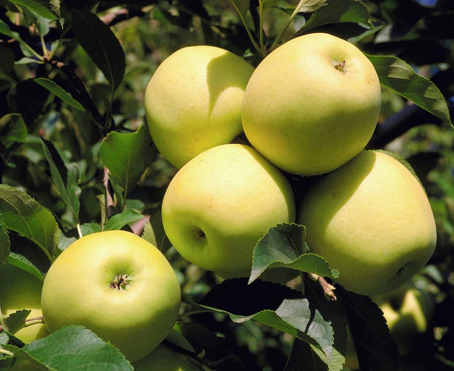 Golden Delicious Apples On Branch Photograph by David Henderson/science