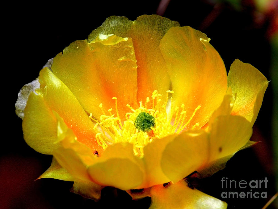 Nature Photograph - Golden Desert Flower by Carol Groenen