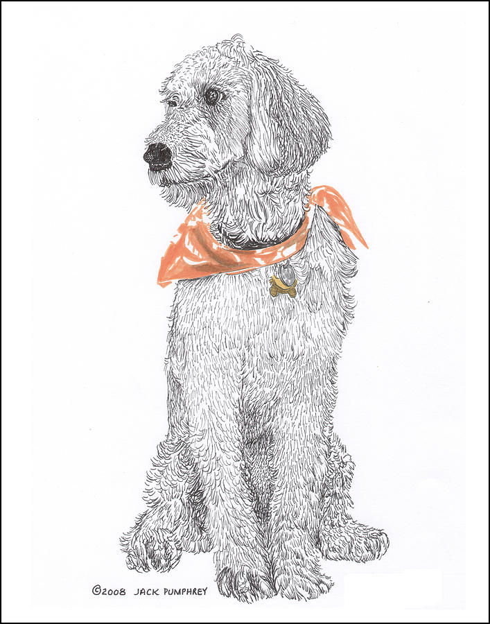 Golden Doodle Drawing - Trash Talking Golden Doodle by Jack Pumphrey