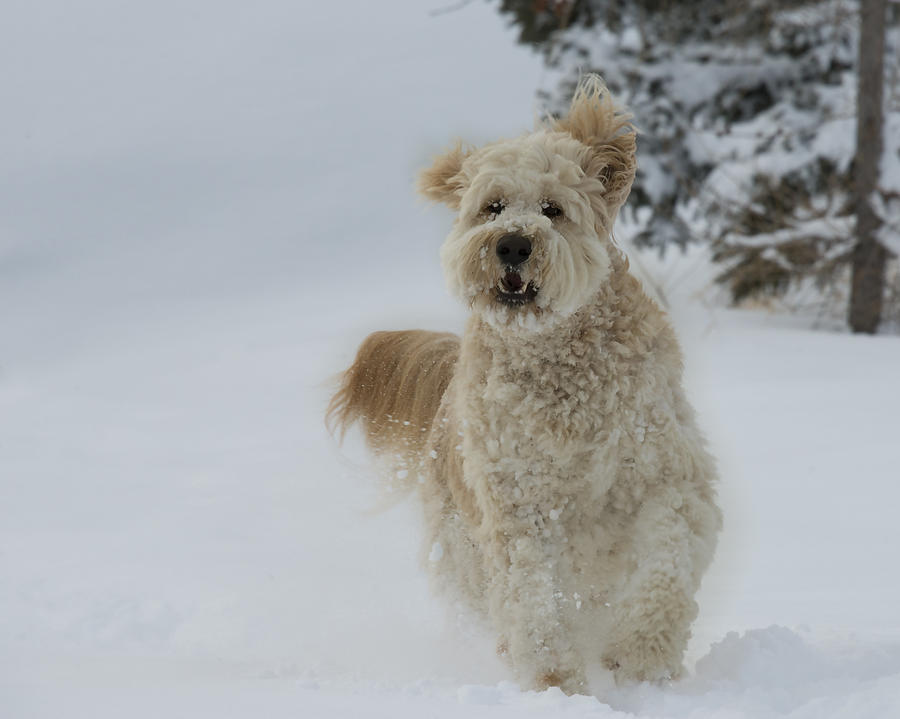 Dog Photograph - Golden Doodle in the Snow 01 by Phil And Karen Rispin