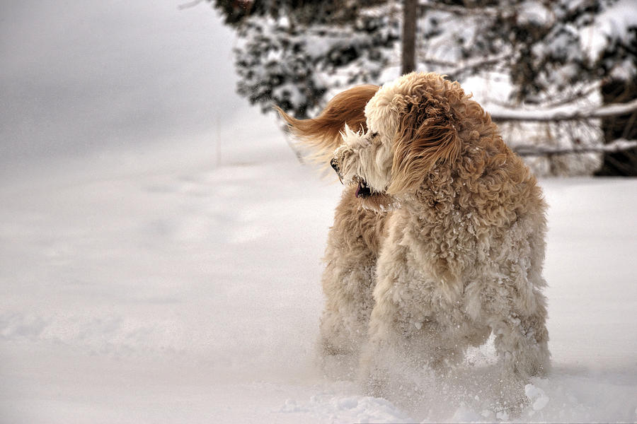 Dog Photograph - Golden Doodle in the Snow 02 by Phil And Karen Rispin