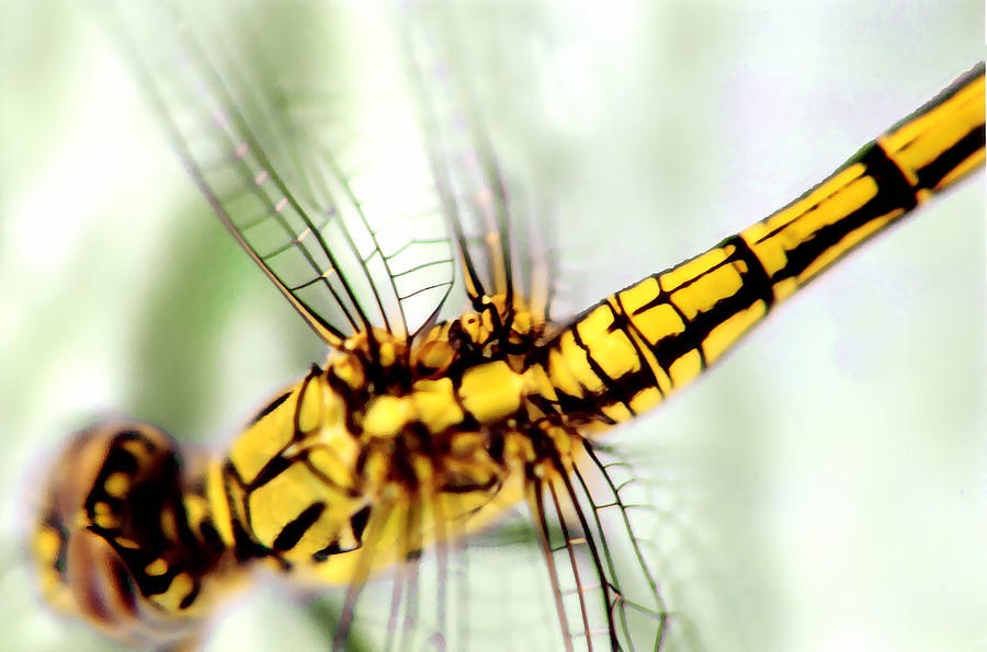 Insects Photograph - Golden Dragon by David Rich
