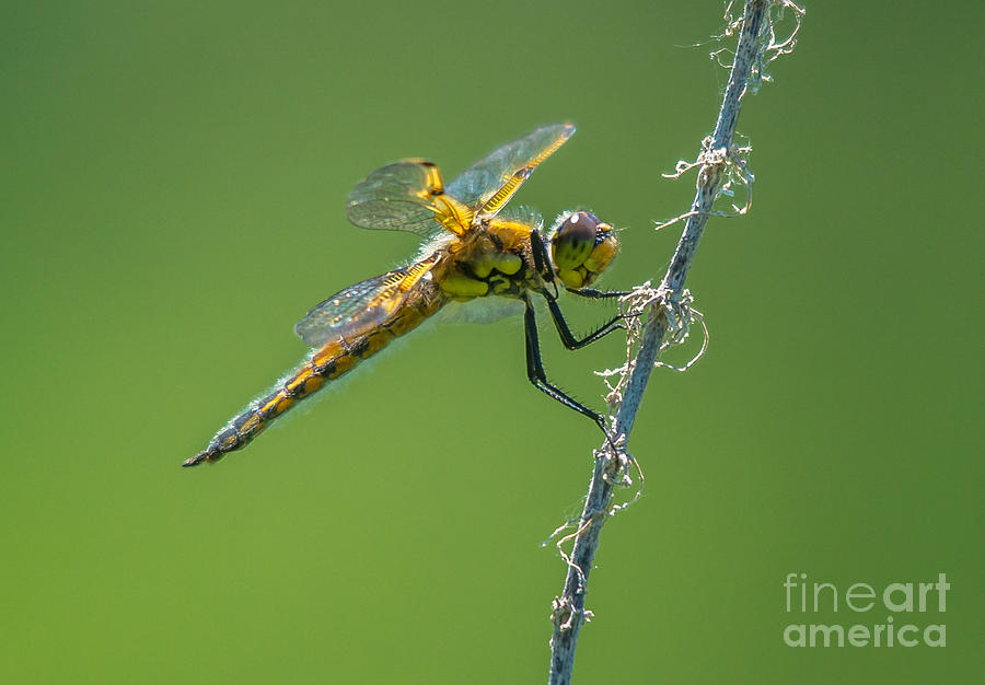 Golden Dragonfly 1 Photograph by Cheryl Baxter