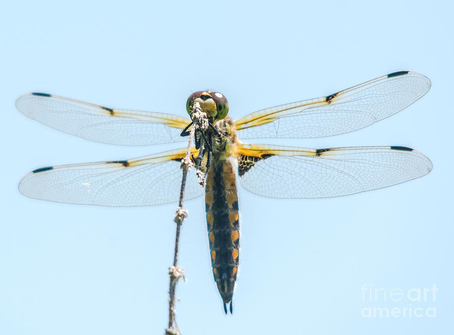 Golden Dragonfly 2 Photograph by Cheryl Baxter