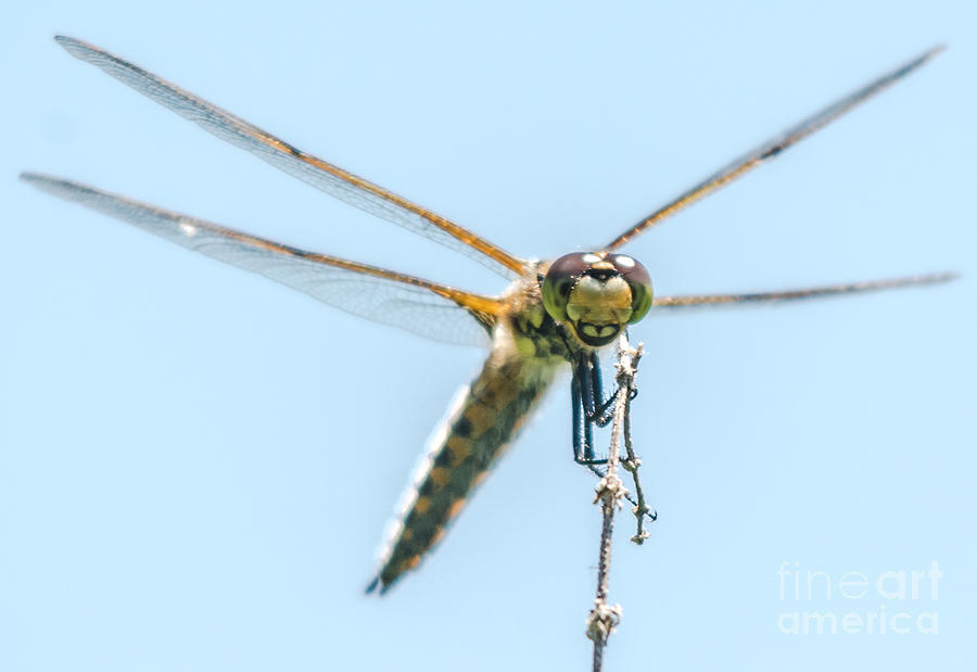 Golden Dragonfly 3 Photograph by Cheryl Baxter