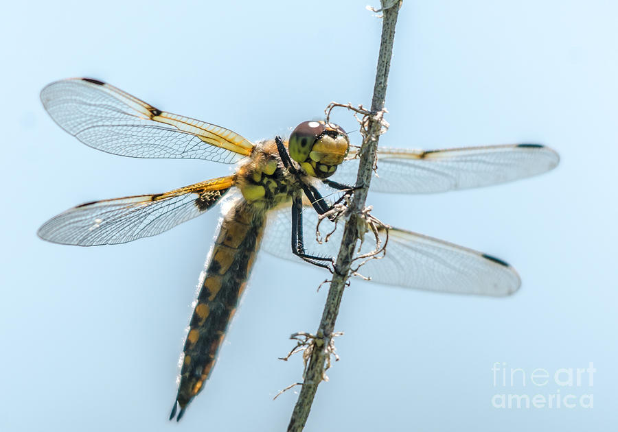 Golden Dragonfly 4 Photograph by Cheryl Baxter