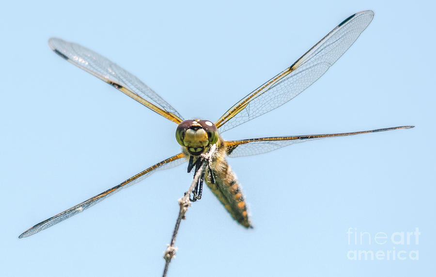 Golden Dragonfly 5 Photograph by Cheryl Baxter