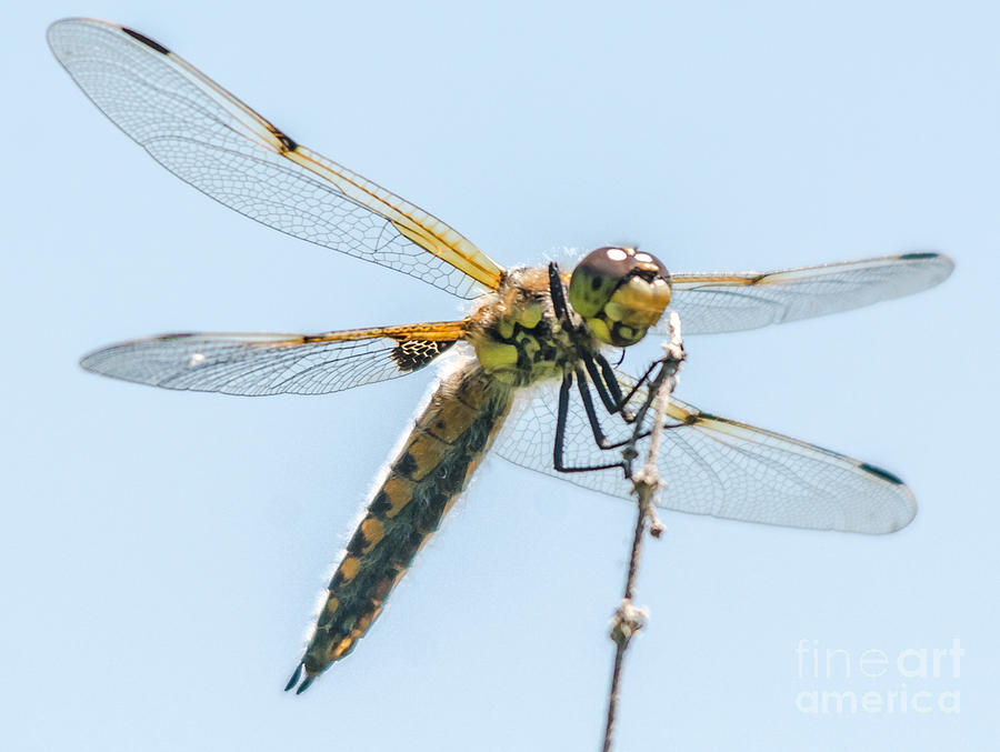 Golden Dragonfly 6 Photograph by Cheryl Baxter