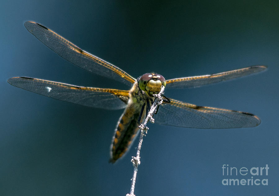 Golden Dragonfly 8 Photograph by Cheryl Baxter