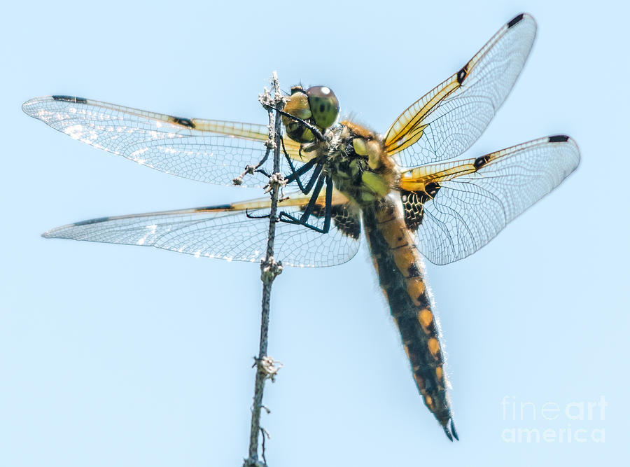 Golden Dragonfly 9 Photograph by Cheryl Baxter