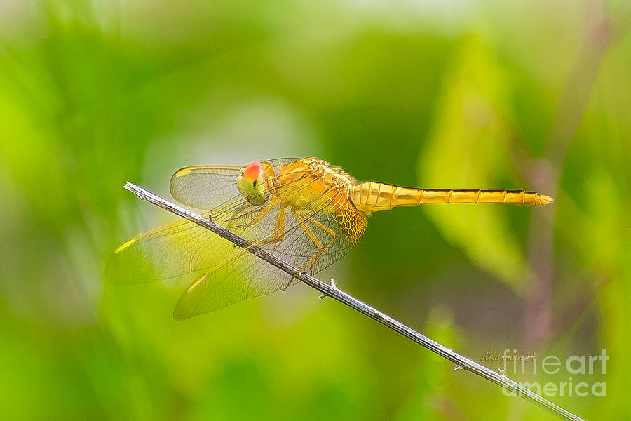 Nature Photograph - Golden Dragonfly by Anne Kitzman