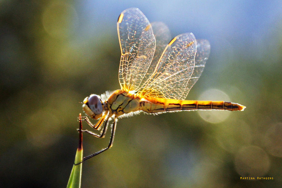 Nature Photograph - Golden Dragonfly by Martina  Rathgens