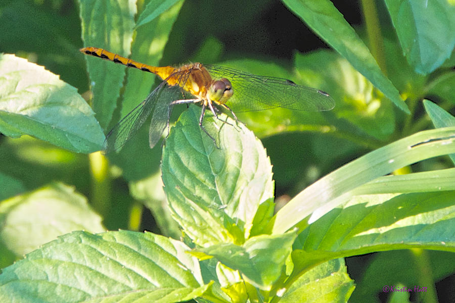 Golden Dragonfly on Mint Photograph by Kristin Hatt