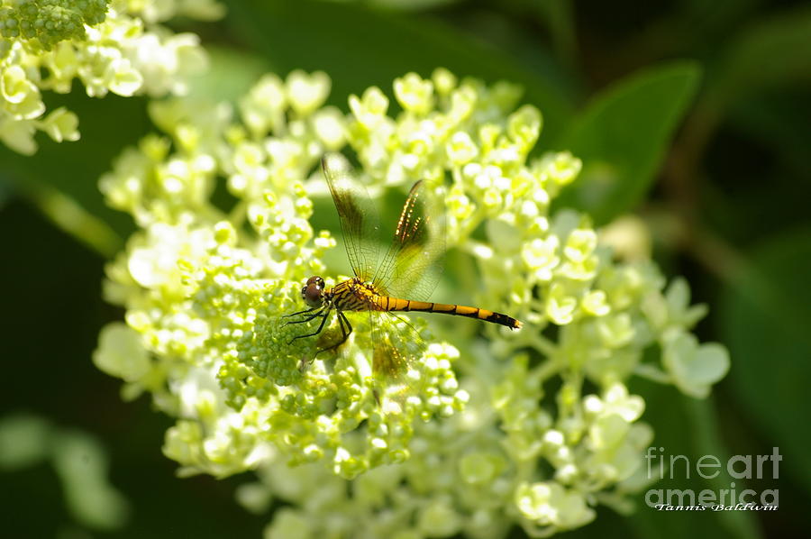 Golden dragonfly Photograph by Tannis  Baldwin