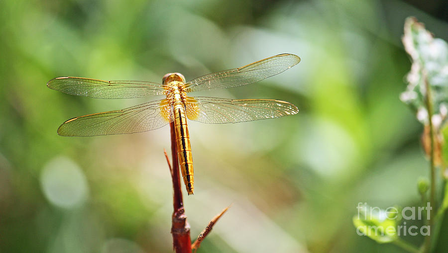 Golden Dragonfly Photograph by Terri Mills