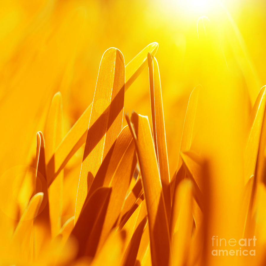 Abstract Photograph - Golden dry grass background by Anna Om