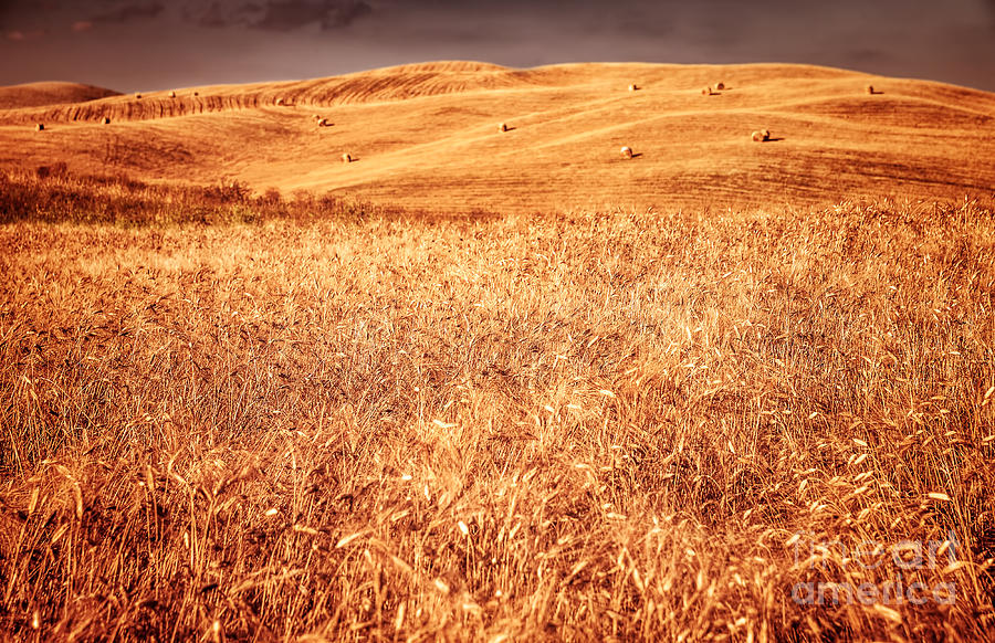 Golden dry wheat field Photograph by Anna Om