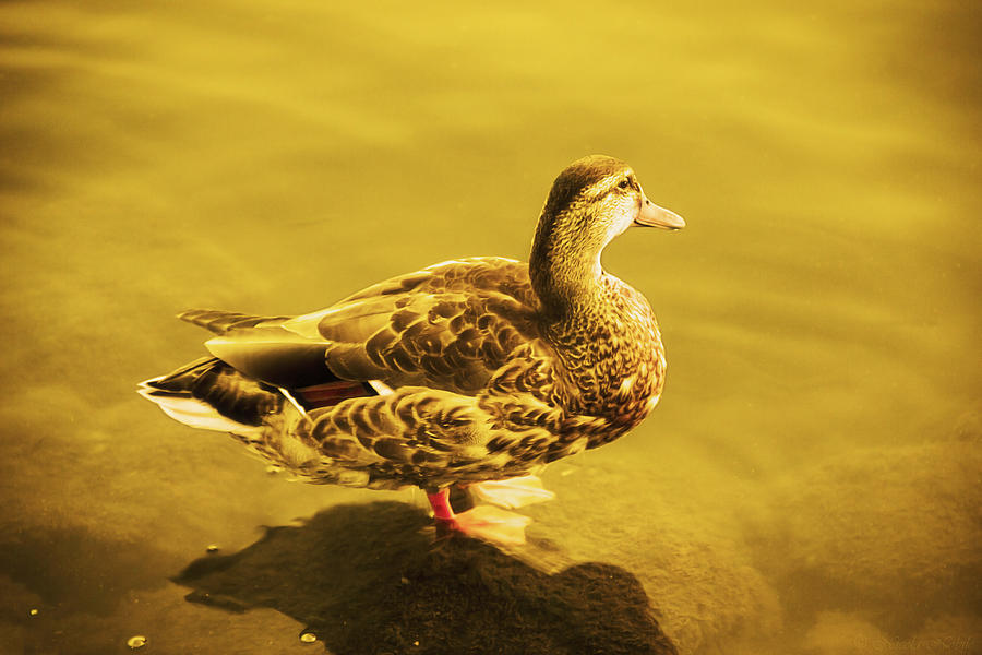 Duck Photograph - Golden Duck by Nicola Nobile