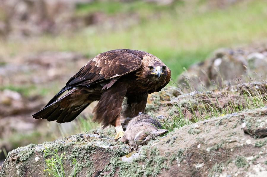 Golden Eagle And Prey Photograph by John Devries/science Photo Library