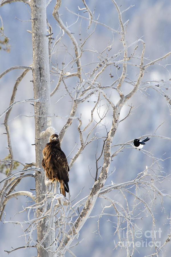 Golden Eagle and the Magpie Photograph by Deby Dixon