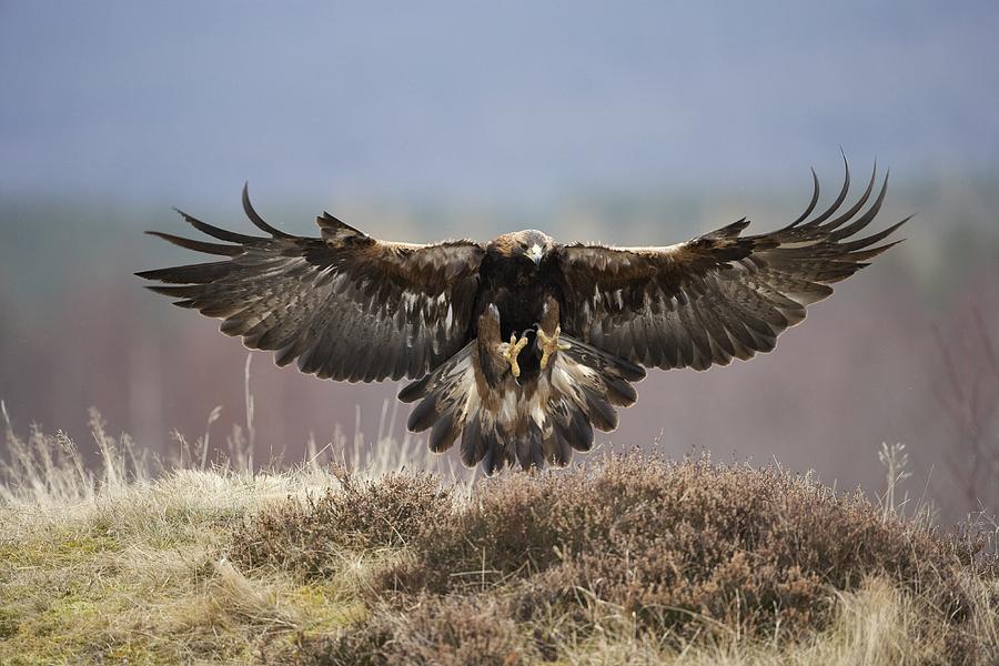 Golden Eagle Aquila Chrysaetos Adult In Flight Preparing To Land Scotland Captive Bred Bird By Mark Hamblin