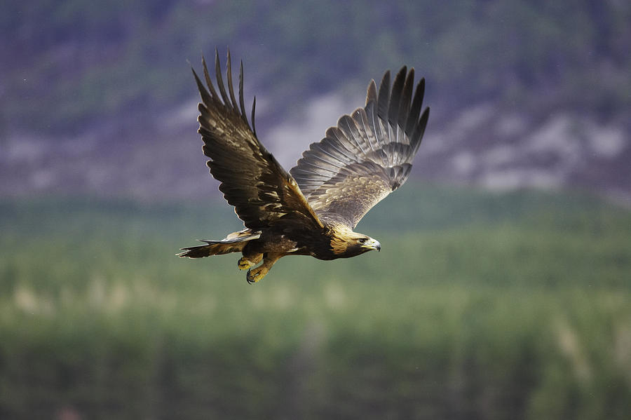 Golden Eagle Aquila Chrysaetos Adult In Flight Scotland Captive Bred Bird By Mark Hamblin