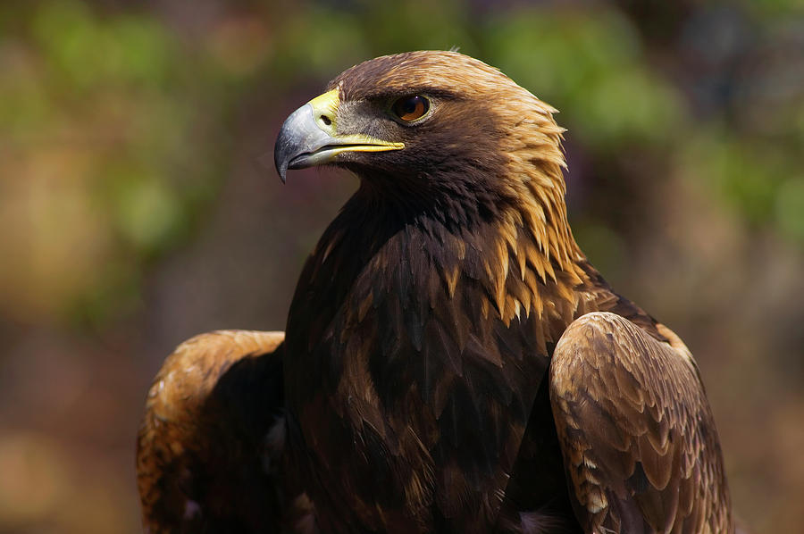 Golden Eagle Aquila Chrysaetos Photograph by Animal Images - Fine Art ...